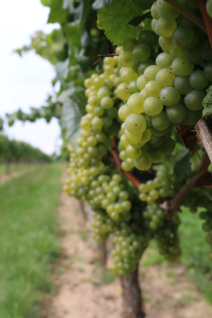 Austrian Wine Takeover