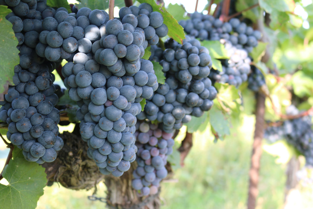 Spotlight on Zweigelt & Terroir