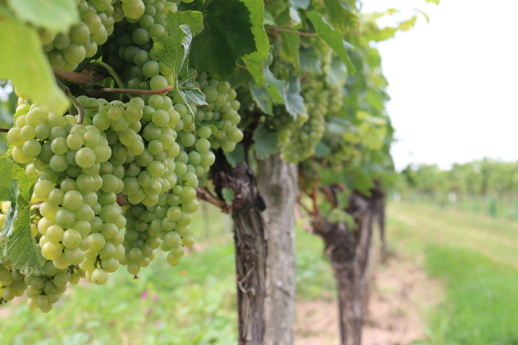 Spotlight on Grüner Veltliner & Terroir