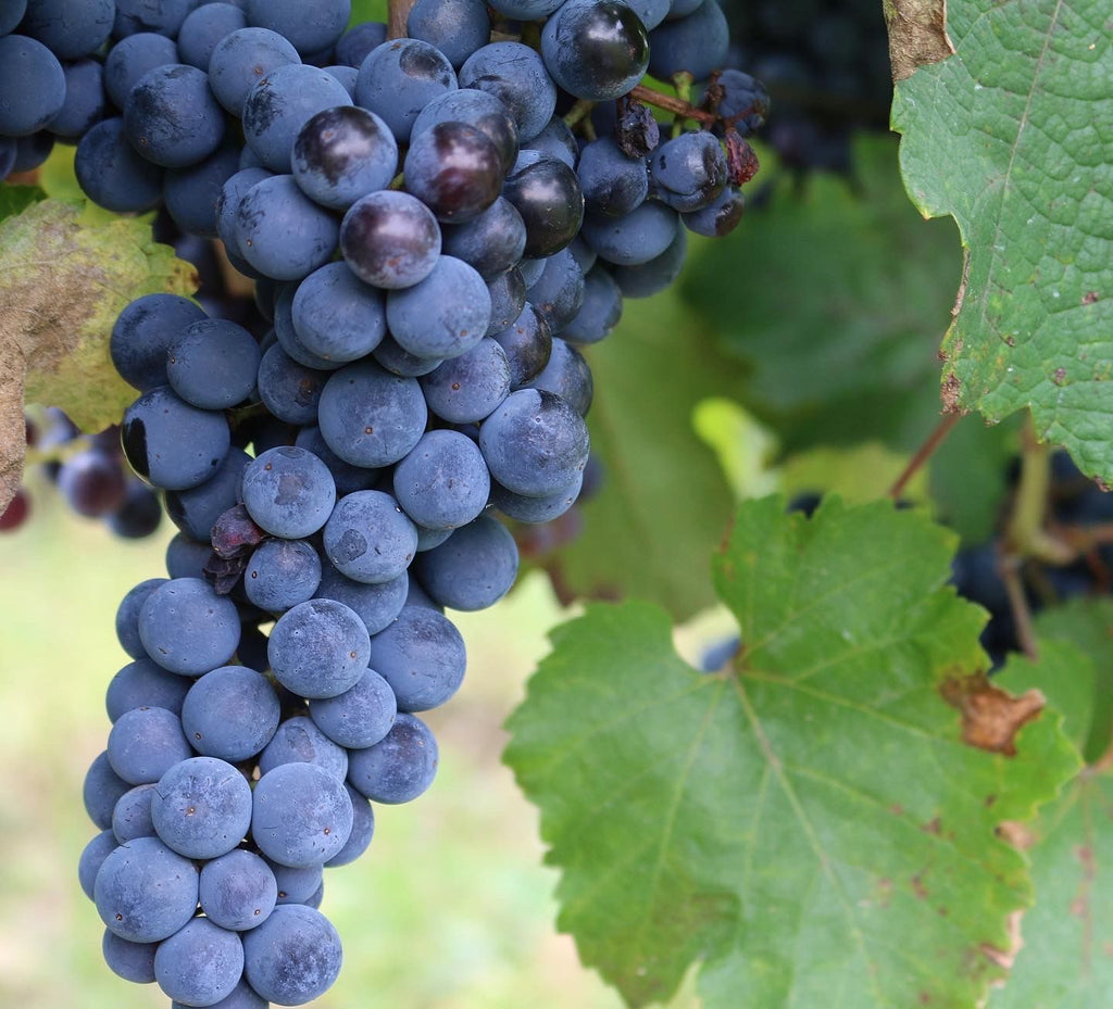 Red Grape Varieties in Austria