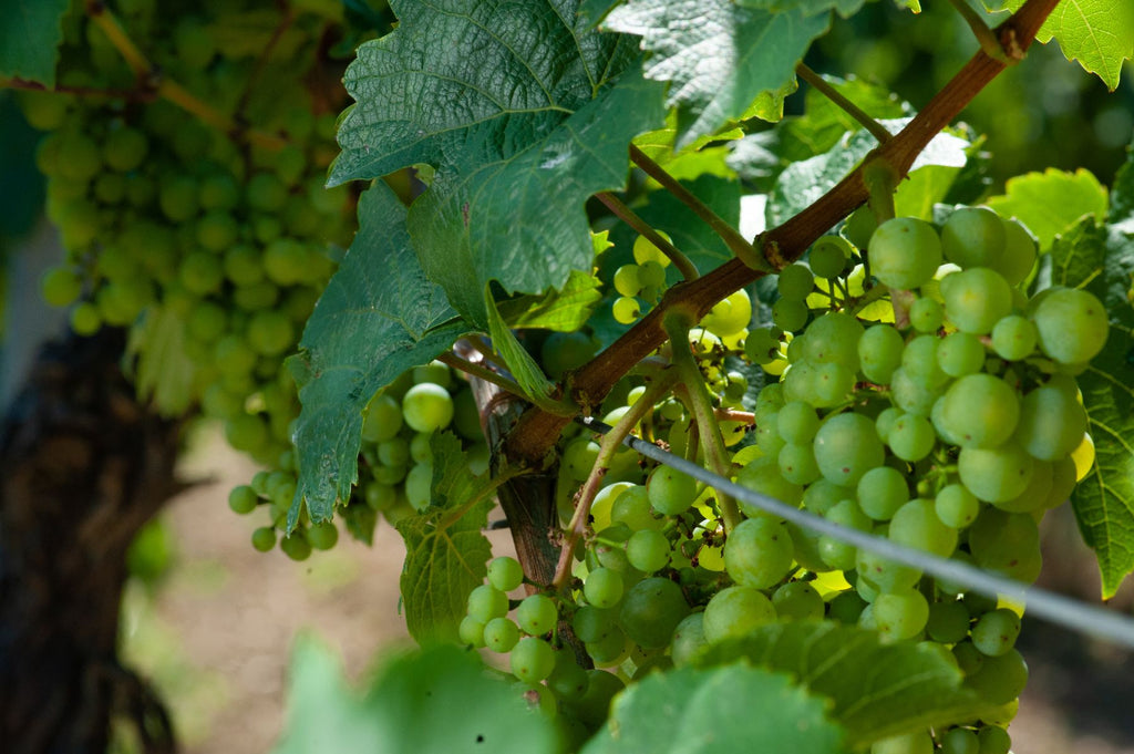 White Grape Varieties in Austria